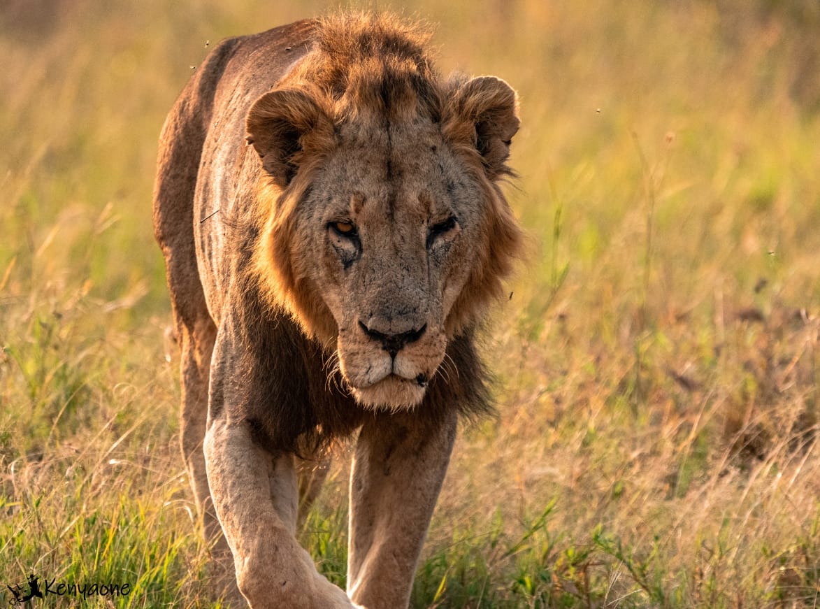 KWSKenya's tweet photo. Marking #WorldLionDay today we celebrate the "LIFE &amp; TIMES OF KING LION SAM"
Sam, (2005–2020) was born of Ujanja, one of the dominant lions in the Kingfisher pride at Nairobi Park.Sam had two brothers,Simbeo &amp; Cheru.He was the grandson of Redd, another dominant ‘king’ of his time https://t.co/HhqHJDWuZw