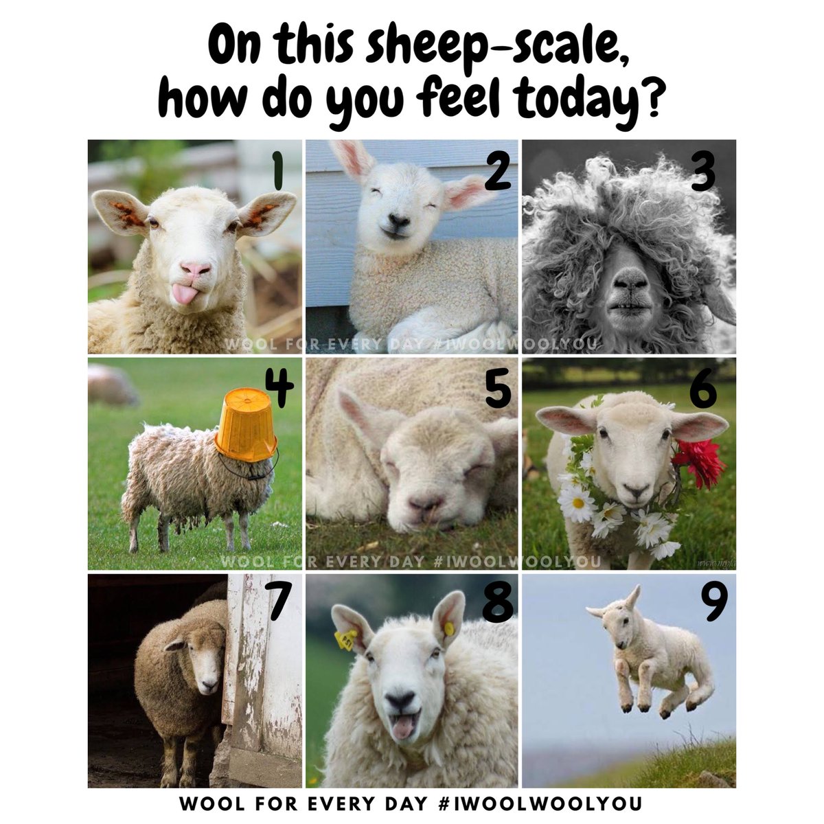 samanthawan's tweet photo. #MondayMood 🐑 
I’m between a 3 &amp; 4 😁 
How about you? https://t.co/R3NjJ0JrSd