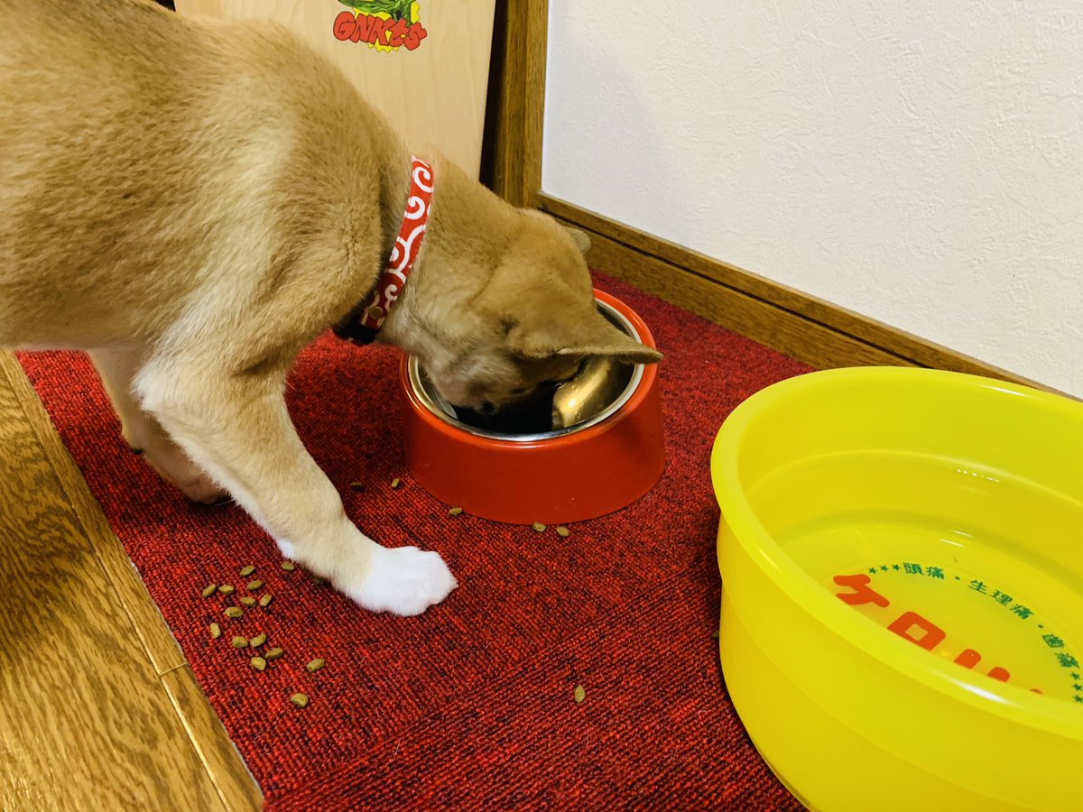 原田サブちあき 間違えてツイートを消してしまいました 欲張って口に全部食べ物を入れて全部こぼす犬の画像でした 原田サブちあき 間違えてツイートを消してしまいました 欲張って口に全部食べ物を入れて全部こぼす犬の画像でした