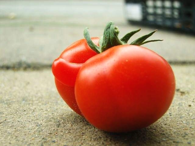 トマト専門農家が『これ以上のものは収穫したことがない』というハート型トマトがこちら「幸せのお裾分けいただいた気分」 - Togetter