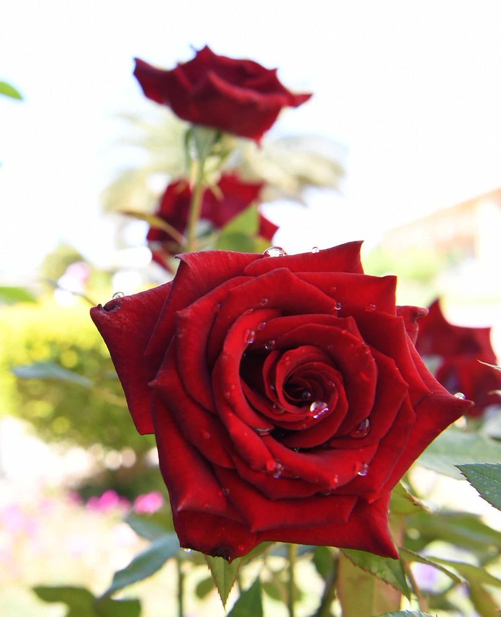 % ڄنْوُٻيُہ % (@kareeri2014user) on Twitter photo 