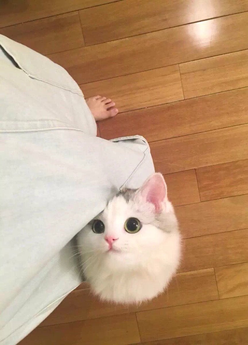 MeowMoeDotCom's tweet photo. Will you #Pick me up.. #Prtty please
 
#Cats #Cat #Kittens #Kitten #Kitty #Pets #Pet #Meow #Moe #CuteCats #CuteCat #CuteKittens #CuteKitten #MeowMoe 
 
https://t.co/QgVJ7EpKLX https://t.co/a1yylYBi0l