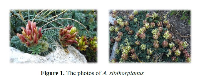 JiseBTU's tweet photo. A research article about department of chemistry and department of biology: "GC-MS analysis of apolar extract of Astragalus sibthorpianus". Pleasant readings. #astragalussibthorpianus #GCMS #hexaneextract #jisebtu #JournalofInnovativeScienceandEngineering
https://t.co/nLtLAmfW0S https://t.co/TxSDBjB8fu