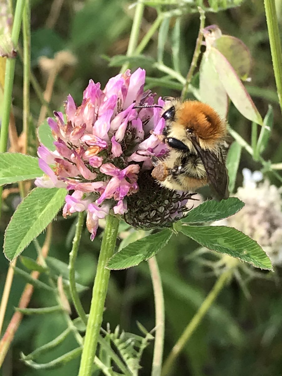 NaturePatrol's tweet photo. @SaveSwanscombe After catching COVID-19 in hospital back in March 😷 I would not go to a packed beach, feel safe with this dreadful virus. On #Sunday a beautiful walk along the RiverThames at Swanscombe Kent #homeground #nature #wildlife #landscape #sunset ☀️🌱🌸🦋🐝🐦🕷🐞🌅😍 https://t.co/3Og9hSNkiP
