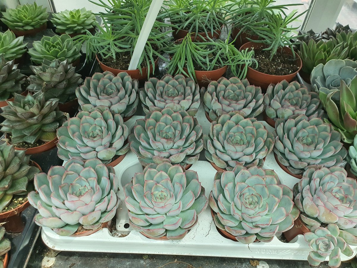 Succulents&plants_junction (plantsjunction) Twitter