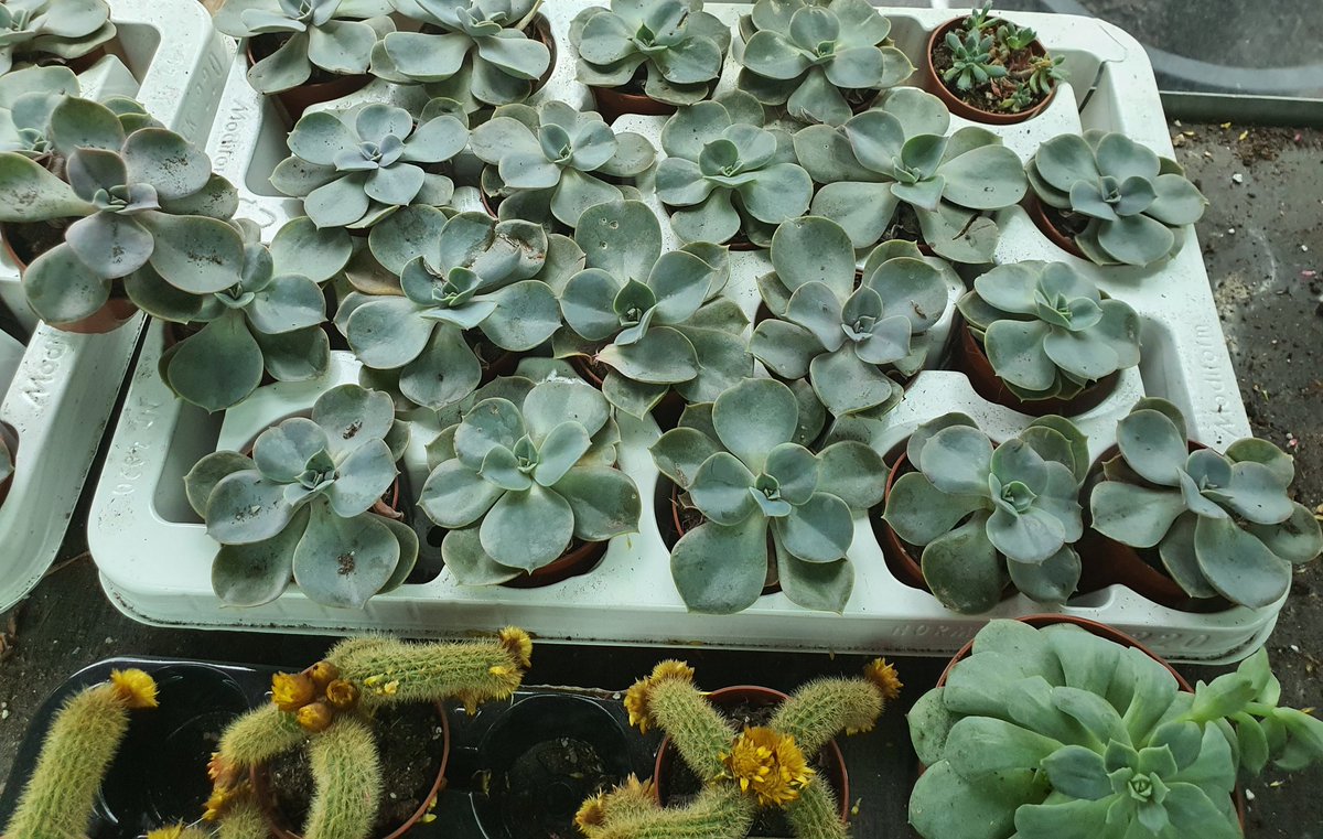 Succulents&plants_junction (plantsjunction) Twitter