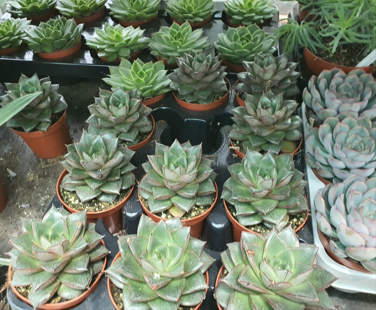 Succulents&plants_junction (plantsjunction) Twitter