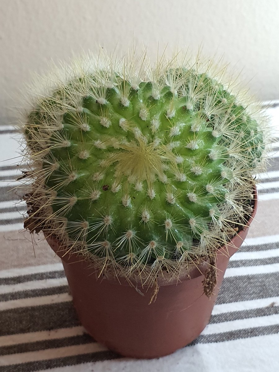 Succulents&plants_junction (plantsjunction) Twitter