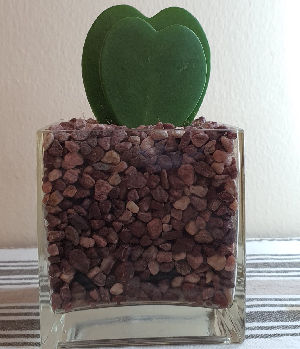 Succulents&plants_junction (plantsjunction) Twitter