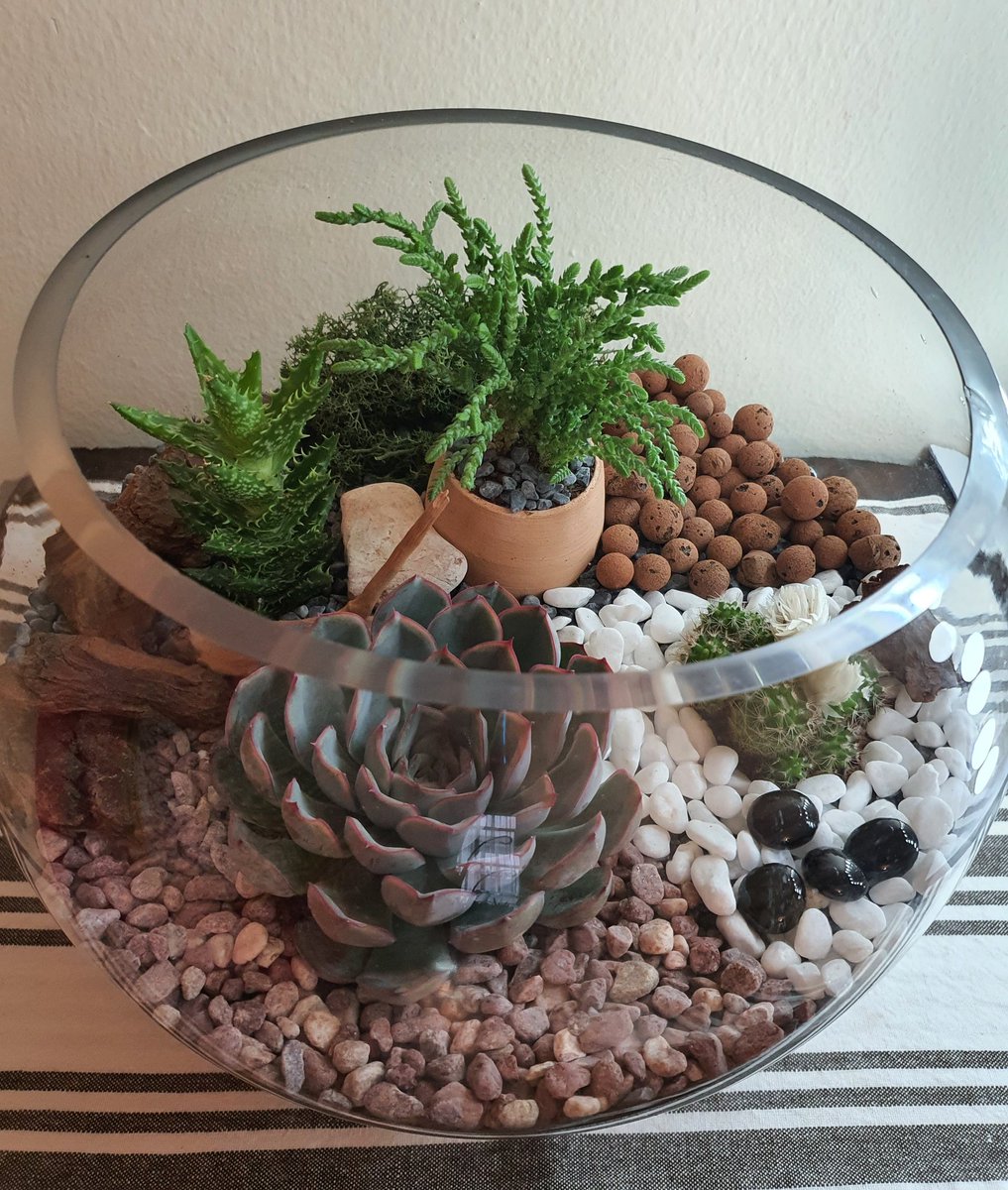 Succulents&plants_junction (plantsjunction) Twitter