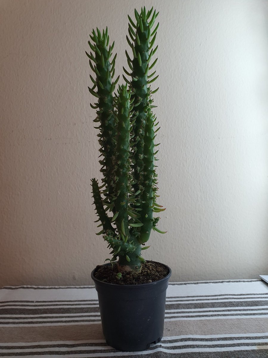 Succulents&plants_junction (plantsjunction) Twitter