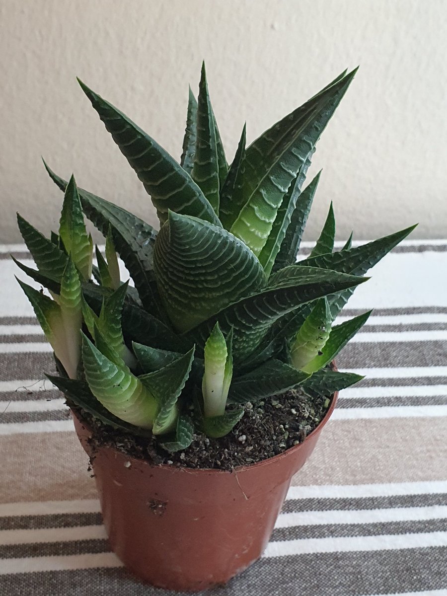 Succulents&plants_junction (plantsjunction) Twitter