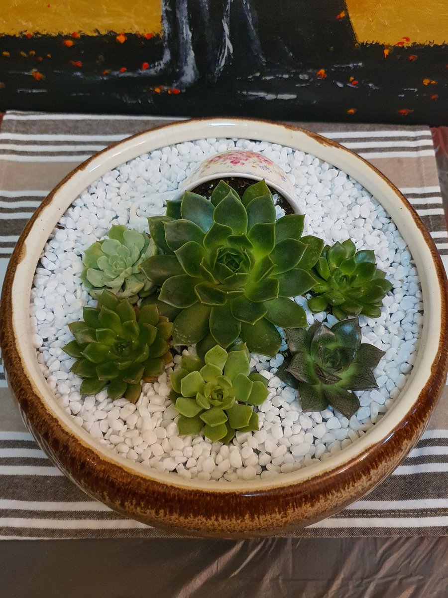 Succulents&plants_junction (plantsjunction) Twitter