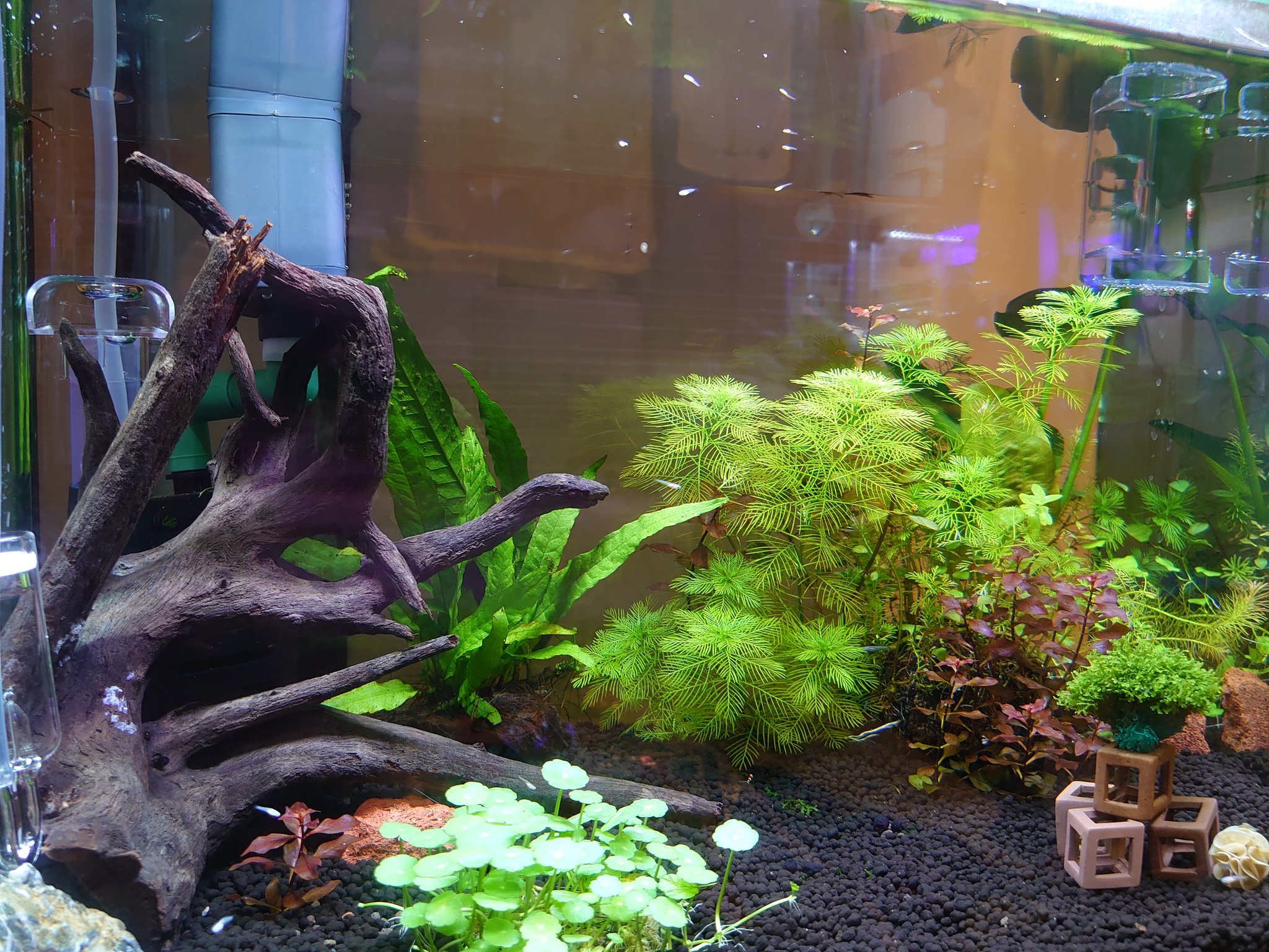 Babutti4649 メダカとエビなら上層と下層 底面 で分かれると思ったら メダカが底にばかりいるので上部フィルターの水流を弱めたら上がって来るようになった T Co Km87hbrnbt Twitter