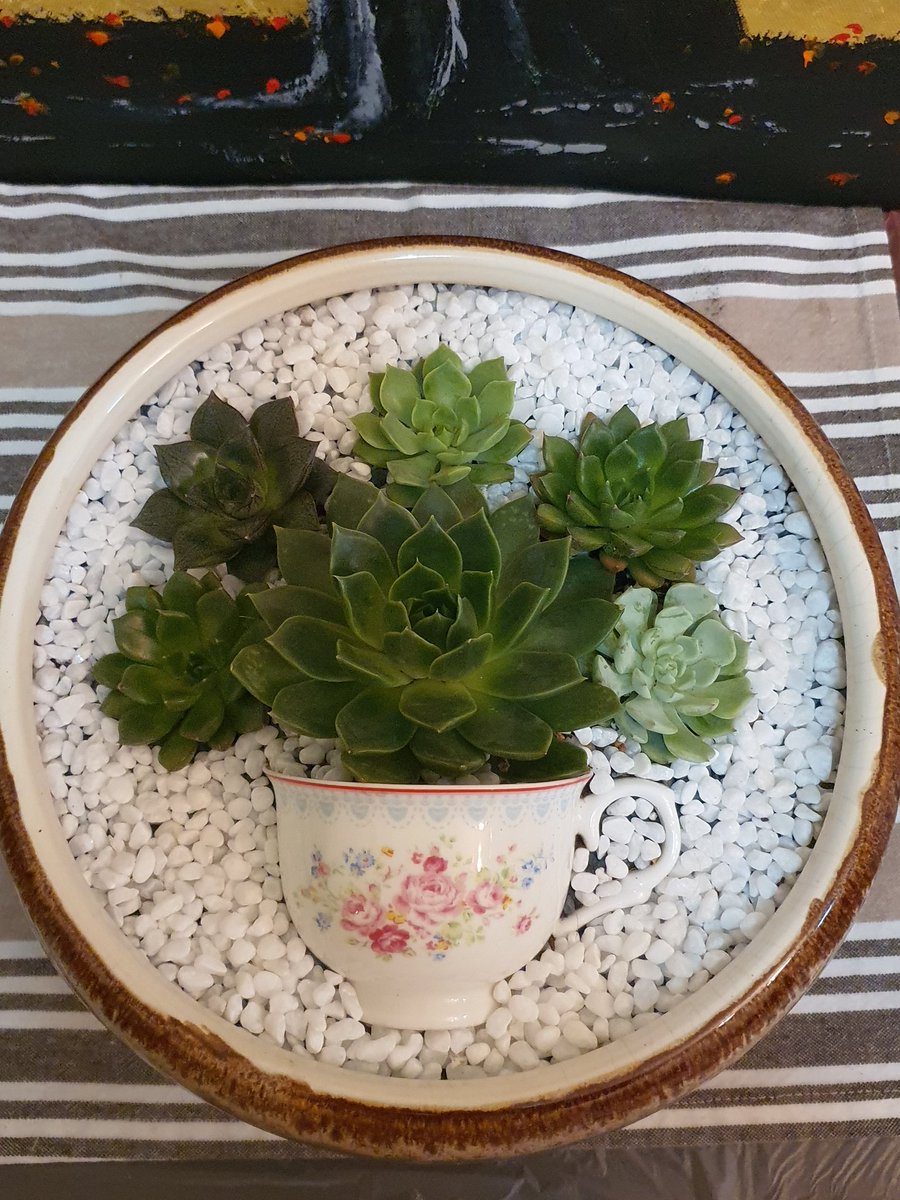 Succulents&plants_junction (plantsjunction) Twitter