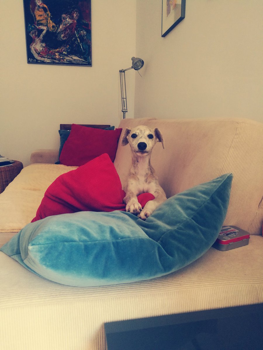 Niko🐾 tweet media