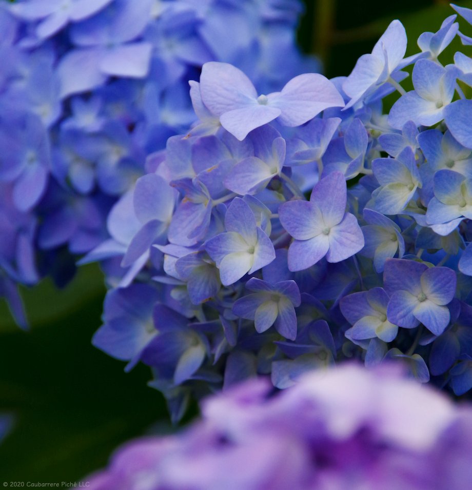 Pix4japan Blue And Lavender Hydrangea 梅雨の風景 Portfolio T Co Vtjzcnemye Pentax Kp 135 Mm Iso 800 For 1 250 Sec At ƒ 5 6 Flower Plant Hydrangea Rainyseason Yokohama Japan 紫陽花 アジサイ 花 梅雨 散歩の風景