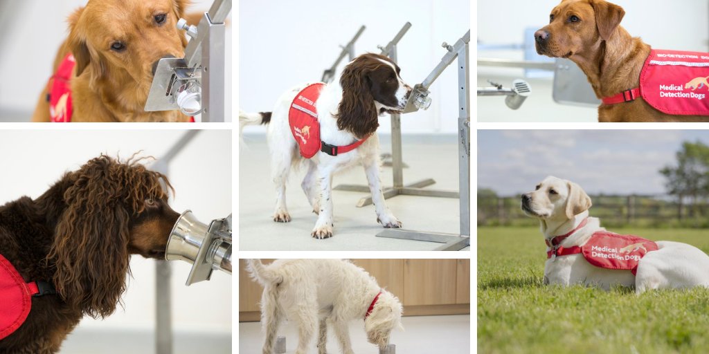 LSHTM's tweet image. Fancy putting on some nylon socks &amp;amp; a mask to help in the fight against #COVID19?

If you&apos;re based in England, have mild #coronavirus symptoms &amp;amp; are due a swab test, our super sniffers need your help!

Volunteer in our bio-detection dog trial 👉 bit.ly/2DgiUk3 @DHSCgovuk