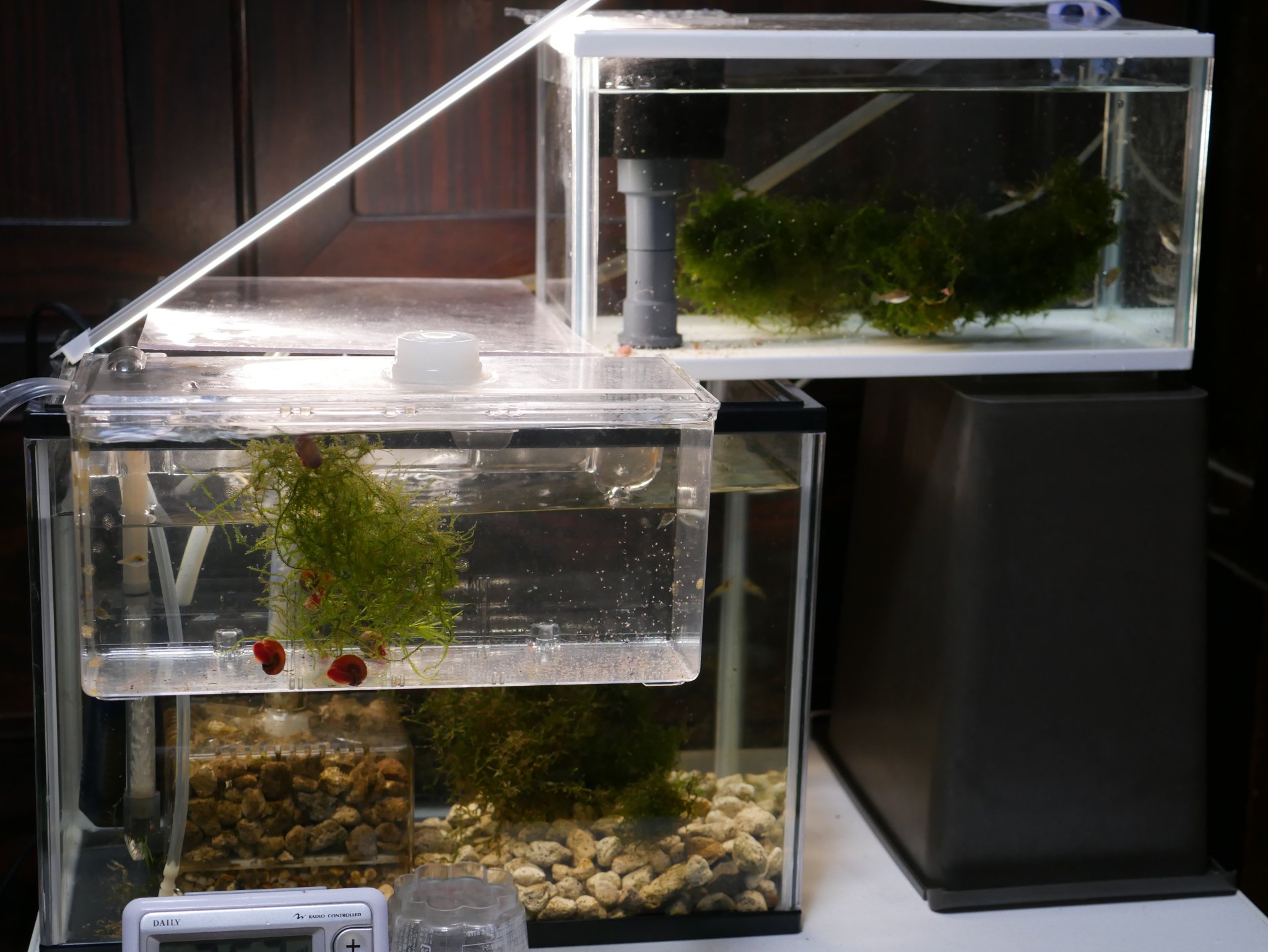 Uzivatel 京都淡水フグ繁殖研究所 Na Twitteru 幼魚が大きくなってサテライトlでは狭くなり 容器を大きくしたと思ってもそれ以上大きな幼魚容器ってないんですよね 自分は ジェックス カメ元気はじめて飼育セット をオーバーフロー加工して自作してい