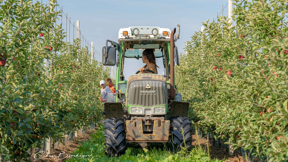 Start van de appeloogst hier bij van Dijk in Ophemert. De oogst van appels is op gang ondanks de enorme hitte. De zon zorgt er zelfs voor dat het fruit extra smaakvol is dus gezond en lekker ;-) <a href="/lientje1967/">Caroline van der Plas</a> <a href="/boerbewust/">Boer Bewust</a> <a href="/nieuweoogstnl/">Nieuwe Oogst</a> <a href="/OmroepGLD/">Omroep Gelderland</a> <a href="/ServaasStoop/">Servaas Stoop</a> <a href="/teamagronl/">@TeamAgroNL</a> #fruit