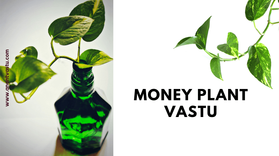 Vastu for money plants lays down certain guidelines for placing a money  plant at home. if followed properly, a money plant can become a harbinger  of growth and prosperity in your life.