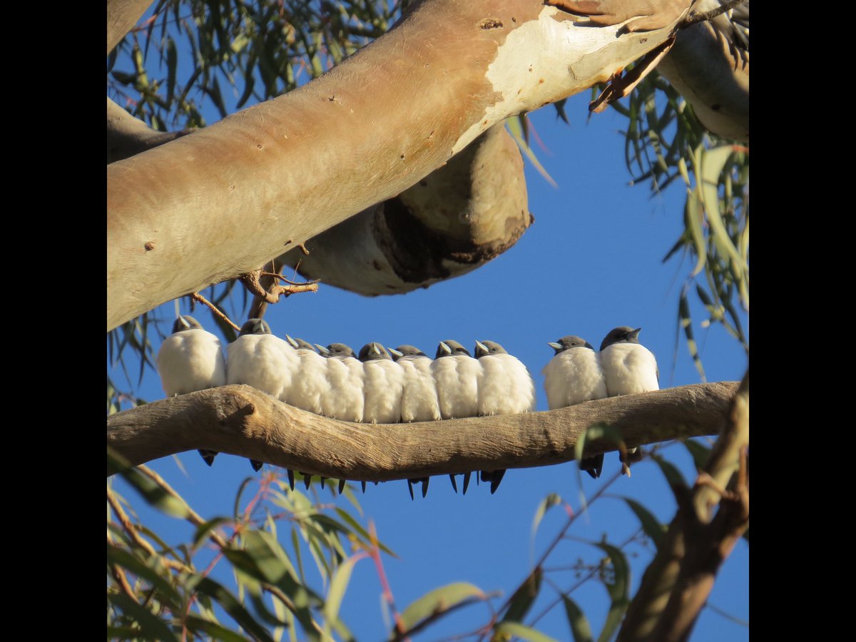 Lyntap's tweet image. A chilly morning along the river in Bourke, NSW. Every now and then the far left woodswallow would flutter over to the far right and they’d all shuffle in closer.
