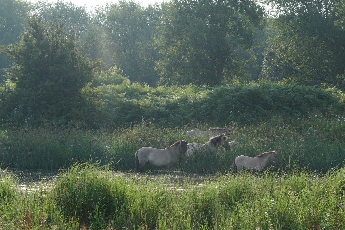Apis1Apis's tweet photo. De koniks van #SvdH gebruiken hun ontbijt in het water. Ik geef ze groot gelijk! @FREE_Nature @ZeeuwsLand #freenature https://t.co/pk9xTtYWt2