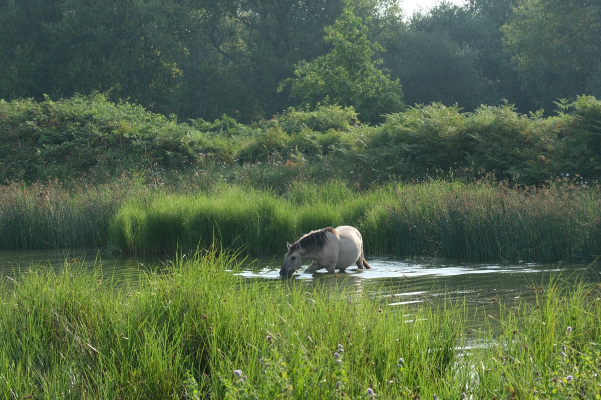 Apis1Apis's tweet photo. De koniks van #SvdH gebruiken hun ontbijt in het water. Ik geef ze groot gelijk! @FREE_Nature @ZeeuwsLand #freenature https://t.co/pk9xTtYWt2