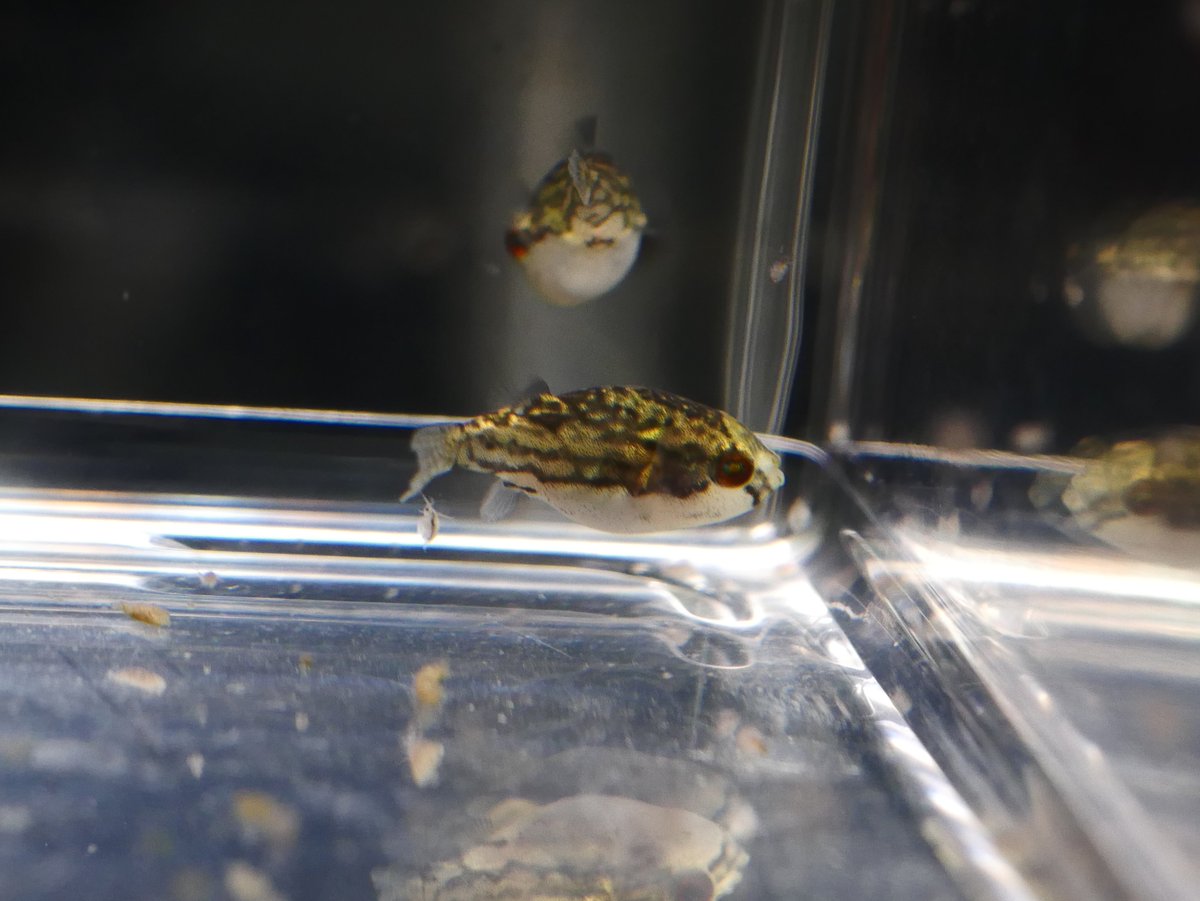 Uzivatel 京都淡水フグ繁殖研究所 Na Twitteru 幼魚が大きくなってサテライトlでは狭くなり 容器を大きくしたと思ってもそれ以上大きな幼魚容器ってないんですよね 自分は ジェックス カメ元気はじめて飼育セット をオーバーフロー加工して自作しています 右上の水槽