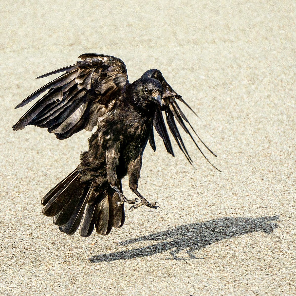 LiquidSun15's tweet photo. Tarmac trampoline 🔥👣#TwitterNatureCommunity #corvids #corvid #crow https://t.co/1NZx3Bti68