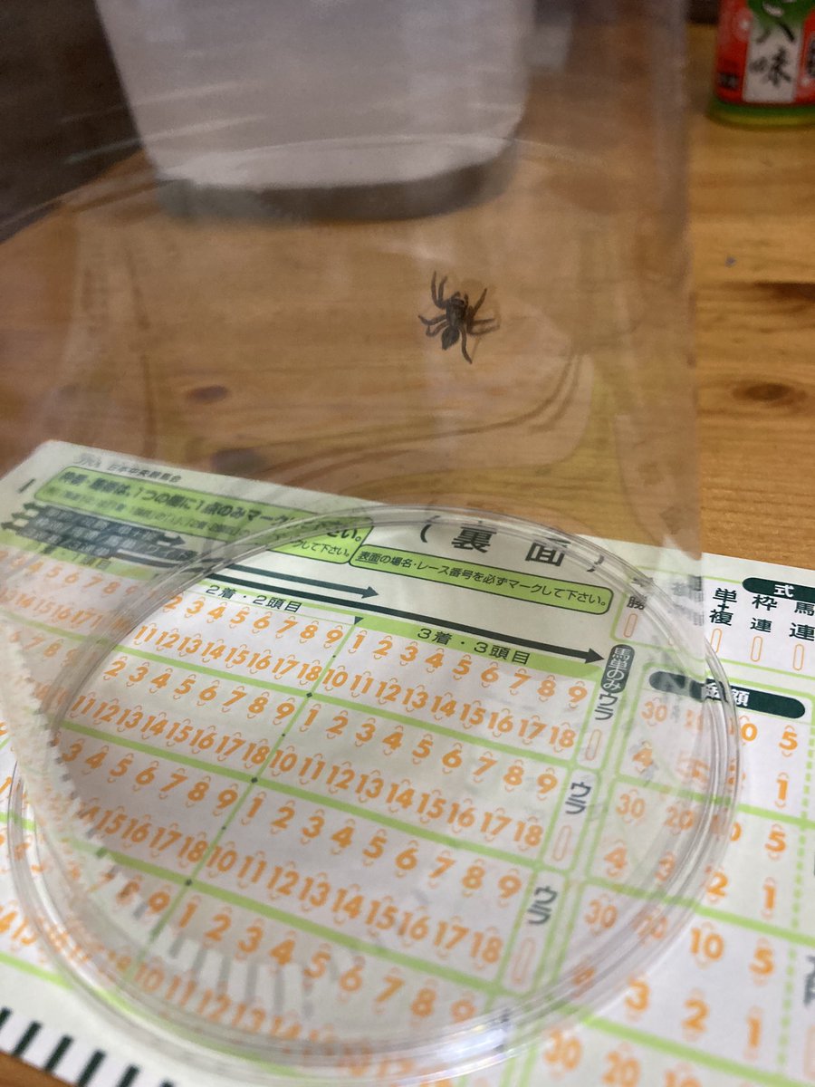 蜘蛛の種類 蜘蛛の種類