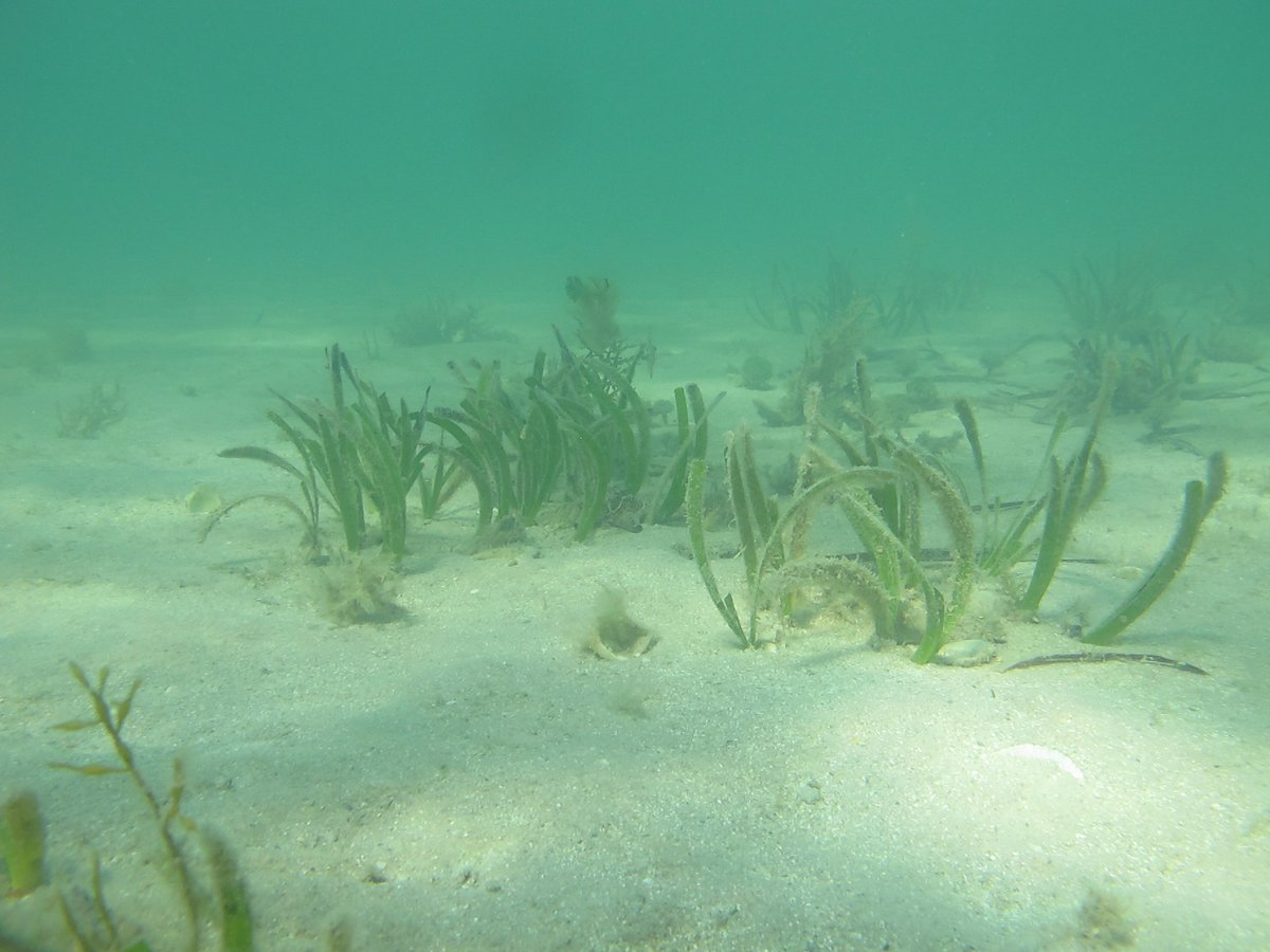 SeagrassLiz's tweet photo. Great to be back up in Gatharragudu #Malgana Country Who says we can’t grow #Posidonia? 2.5 years on transplants are growing well!!
#SharkBay #seagrass #Amphibolis #Bluerestoration https://t.co/zo0q6oXgwy
