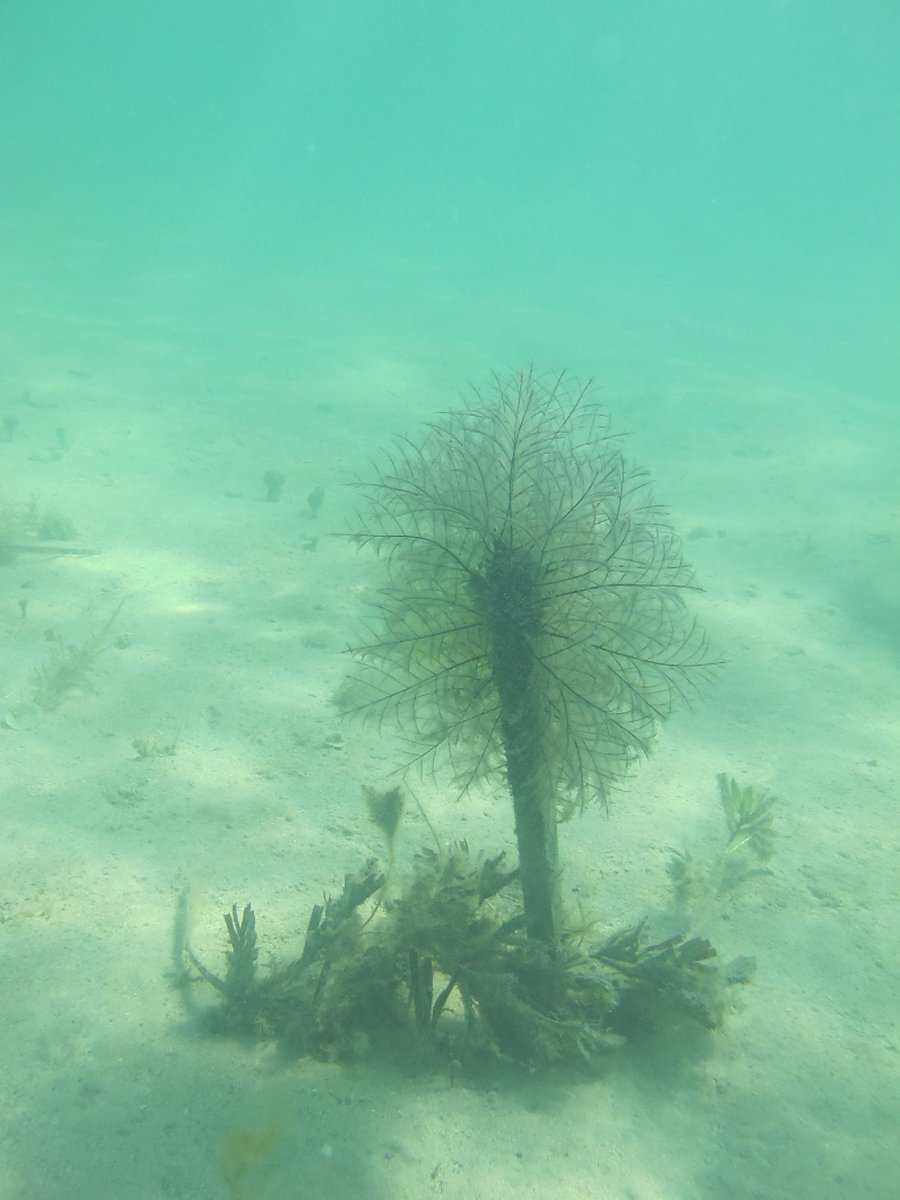 SeagrassLiz's tweet photo. Great to be back up in Gatharragudu #Malgana Country Who says we can’t grow #Posidonia? 2.5 years on transplants are growing well!!
#SharkBay #seagrass #Amphibolis #Bluerestoration https://t.co/zo0q6oXgwy