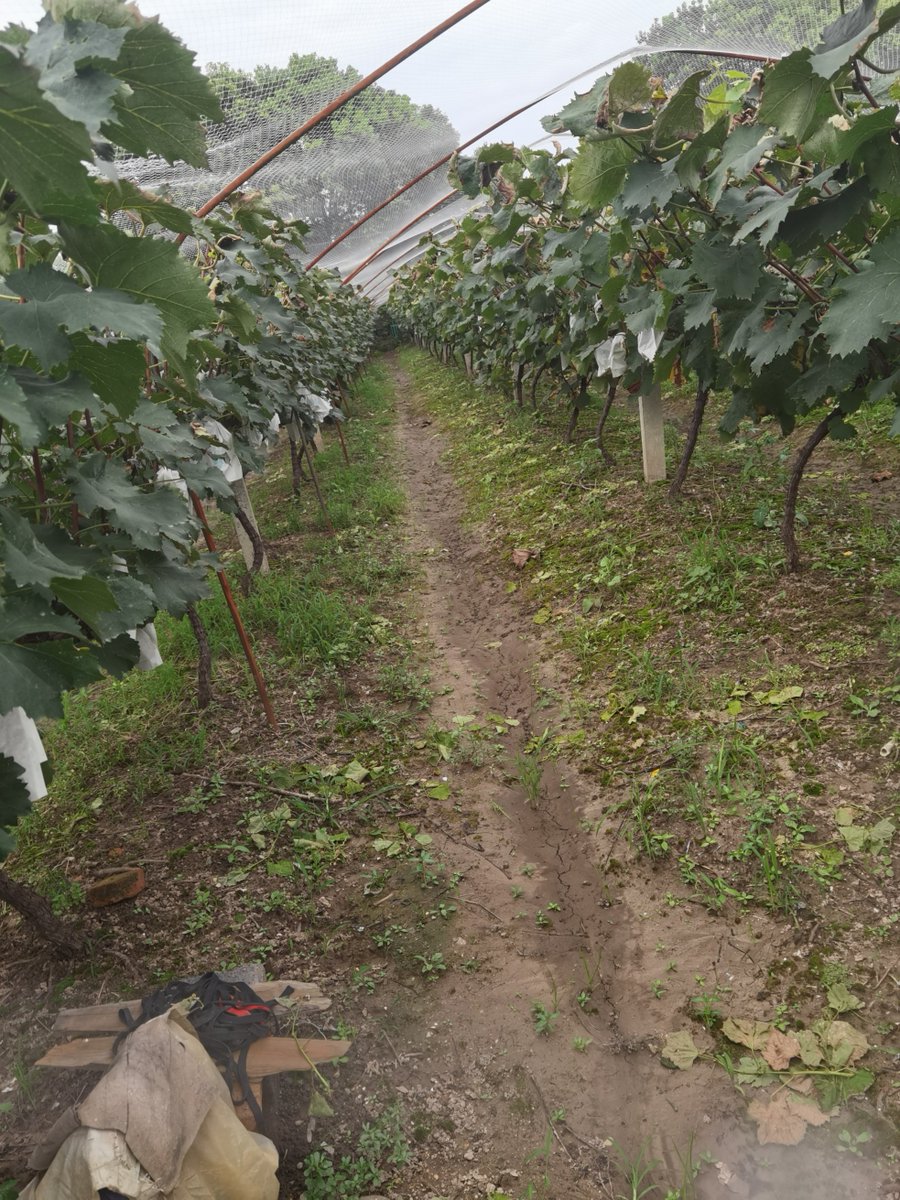 28 — The countryside is more relaxing. This is Chen who works in the big city but grows grapes as a hobby (he insists we try grapes of every in a dozen shades from green to red).