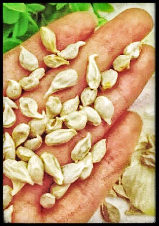 ChicoPinto8's tweet photo. Por favor, quando comer frutas, não jogue as sementes fora. Deixe-as secar e guarde. Quando for pela rua, jogue onde não haja árvores que o resto a natureza fará. Vários países adotaram essa idéia e têm árvores frutíferas espalhadas pelas cidades. Não sejamos a exceção. https://t.co/w3EEy6Ubp4