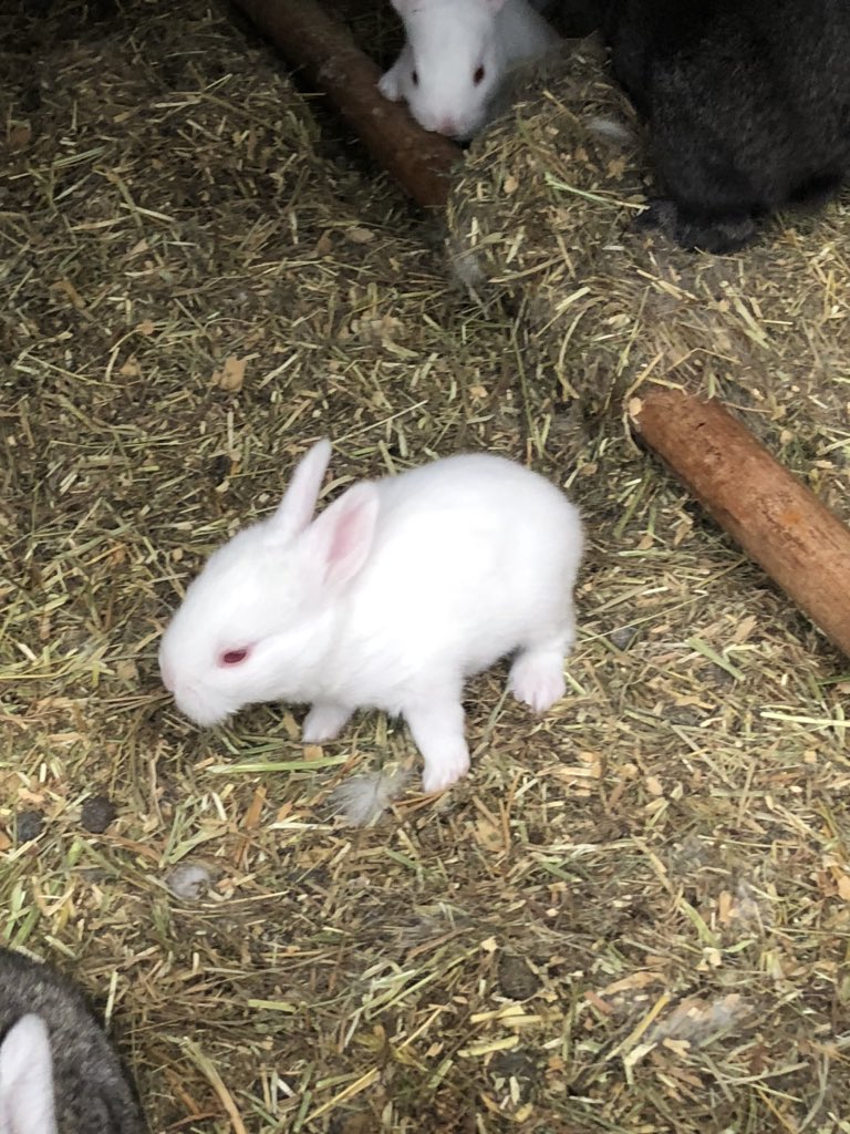 LeeAnnDelcourt's tweet image. The baby bunnies are so fun to watch 🥰😍 #bunnies #flemishgiants #baby
