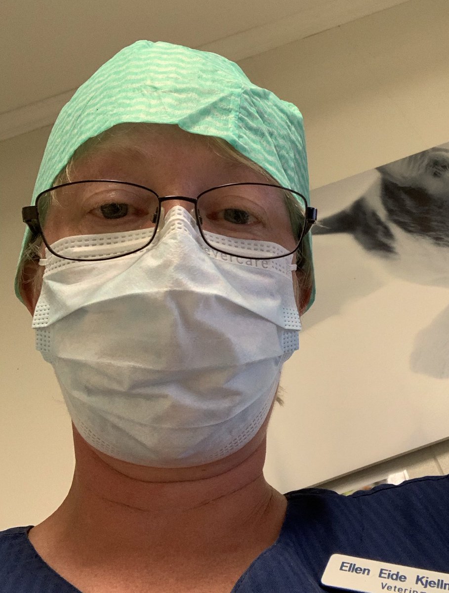 Ellkjell's tweet photo. Sånn; en times operasjon overstått. Svett og varm: ja. Lua litt på snei: ja. Hypoksi og co2-forgiftning: neida. Ingen av oss besvimte. #dyrlegeliv. #operasjon https://t.co/KgcZ26eB6L