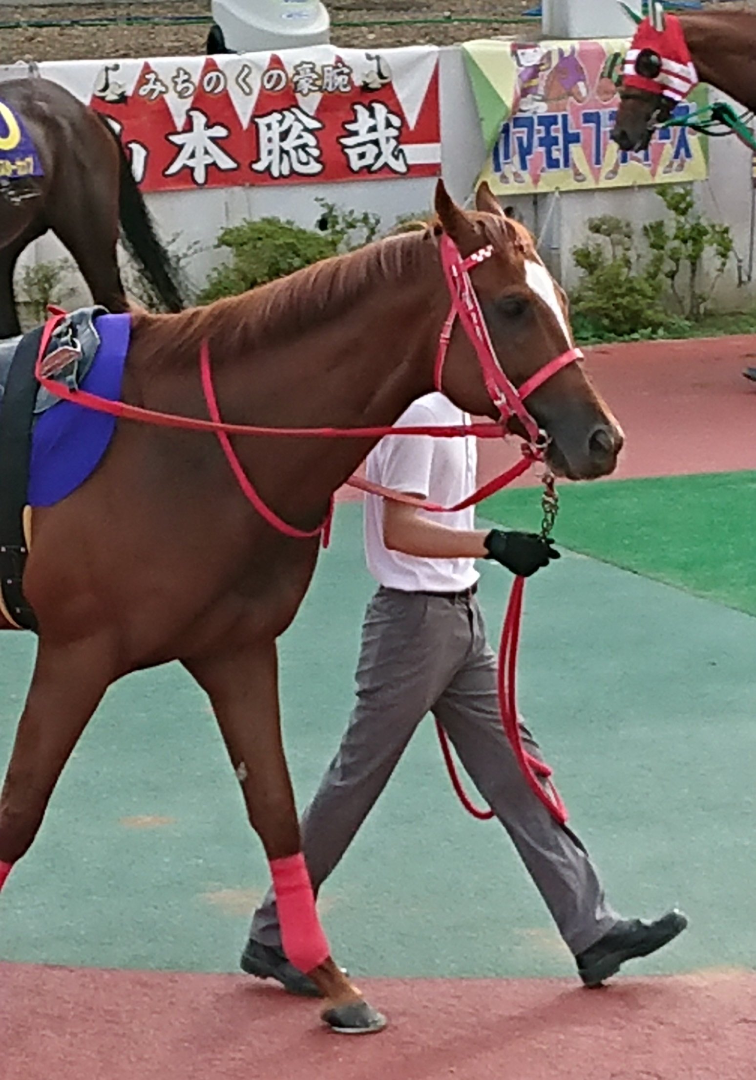 ライスサワー クラスターカップ 他の馬がパドックで集会を重ねるに連れて発汗が目立つ中 マテラスカイだけはどこ吹く風 涼やかな顔して歩いてました 蛇足ですが この栗毛に流星に頭絡の模様 エリモエクセルを思い出しました T Co