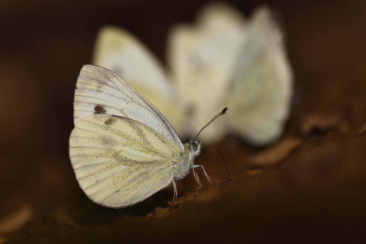 Yalancı Beyazmelek - Pieris pseudorapae #hangitür #hangtuer #nikon #sigma #kelebek #butterfly #Butterflies