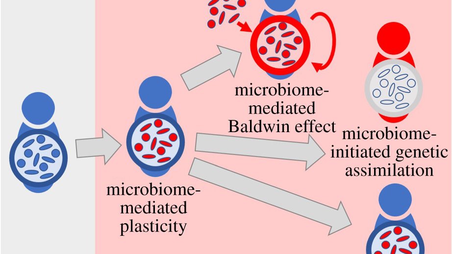 EES_update's tweet image. A conceptual framework by @orenkolodny &amp;amp; Hinrich Schulenburg on the evo effects of microbiome-mediated adaptive plasticity. Related to but different from the #BaldwinEffect &amp;amp; #GeneticAssimilation, it's all about the #timescale!

royalsocietypublishing.org/doi/10.1098/rs… @RSocPublishing