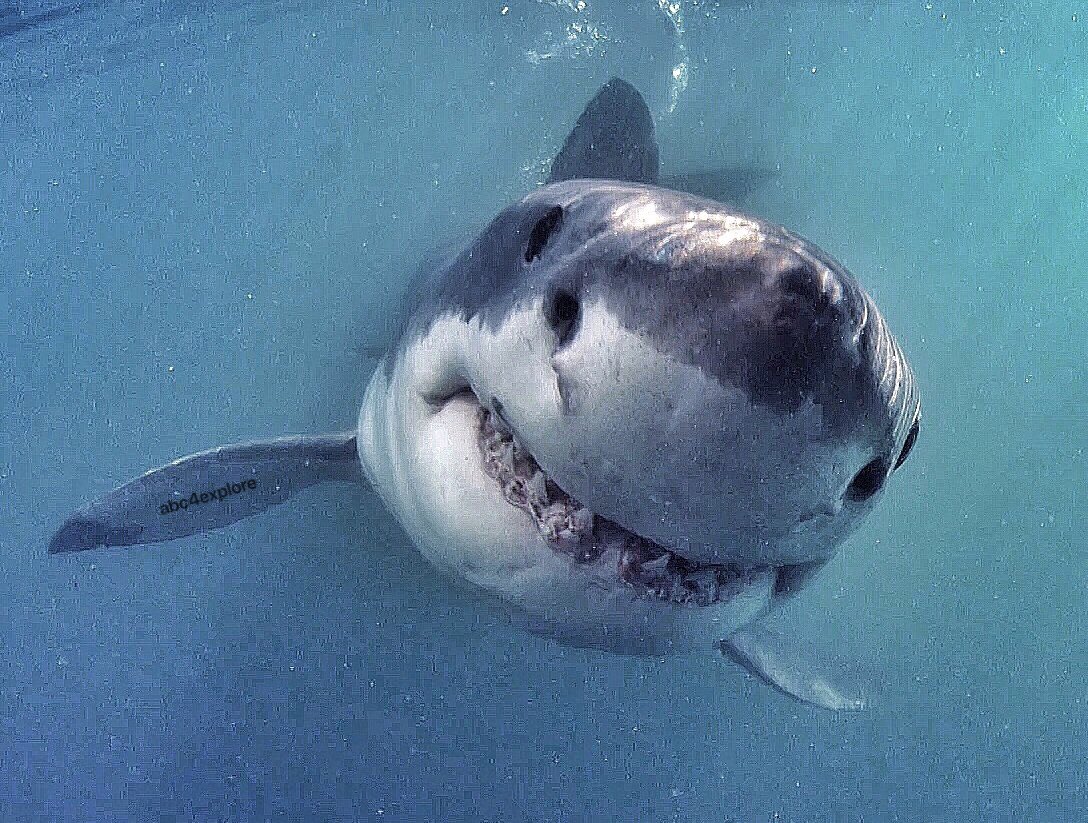Andy Casagrande 🔥🦈🔥 tweet media