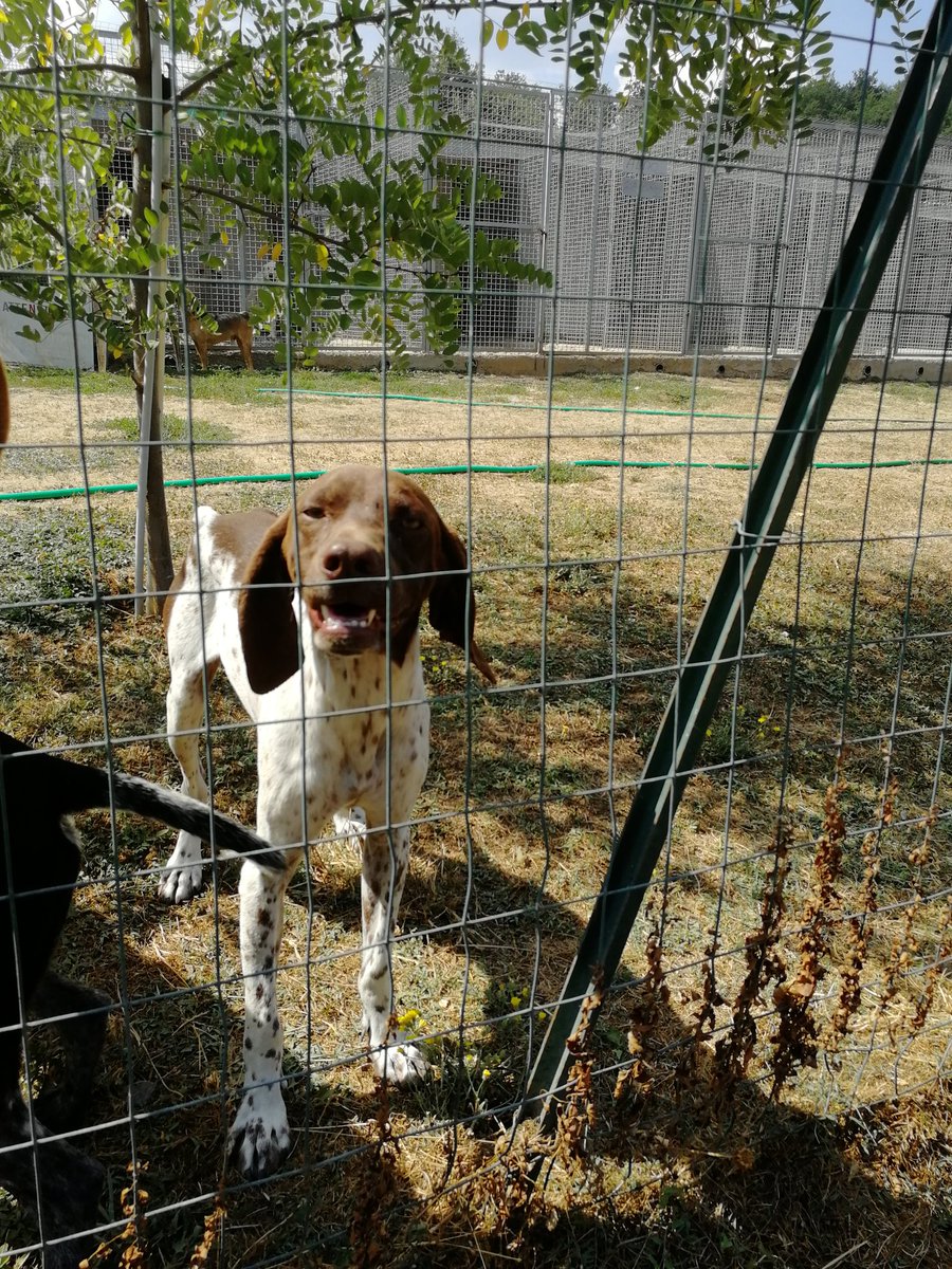 sara_turetta's tweet photo. Canile di Orvieto: un centinaio di cani, poche adozioni locali e ostilità di tanti per la scelta di mandare qualche cane a famiglie tedesche.
Invece io vi dico che questa associazione merita tutto il supporto. Se amate i cani da caccia, qui troverete tante adorabili alternative. https://t.co/GVpemXMCql