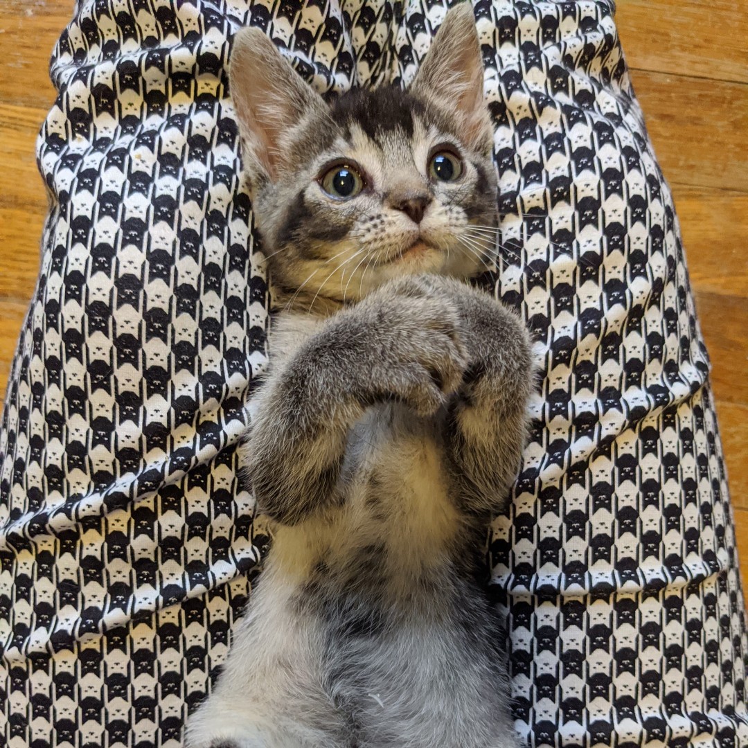 givemesheltersf's tweet photo. How quickly they grow up! 😱 Templeton wishes you a great Meow Monday!
#SFrescuecats #SanFranciscorescuecats #Sfcats #SanFranciscocats #Adoptdontshop #Rescuecats #givemesheltersf #givemeshelter #GMS #meownday #kitten #meowmonday #mondaymeowtivation https://t.co/SikbGqmzj1
