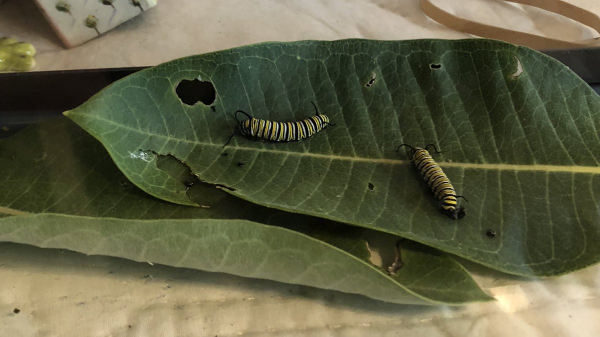 My mom started her own lil Monarch Butterfly sanctuary and it’s the cutest thing ever  Theres 17 total! The original just came out of its chrysalis today  Ik where my love for nature comes from.. 