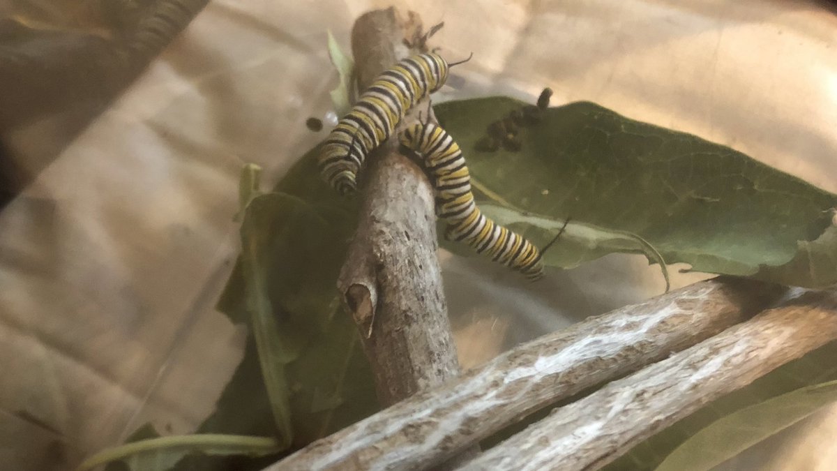 My mom started her own lil Monarch Butterfly sanctuary and it’s the cutest thing ever  Theres 17 total! The original just came out of its chrysalis today  Ik where my love for nature comes from.. 