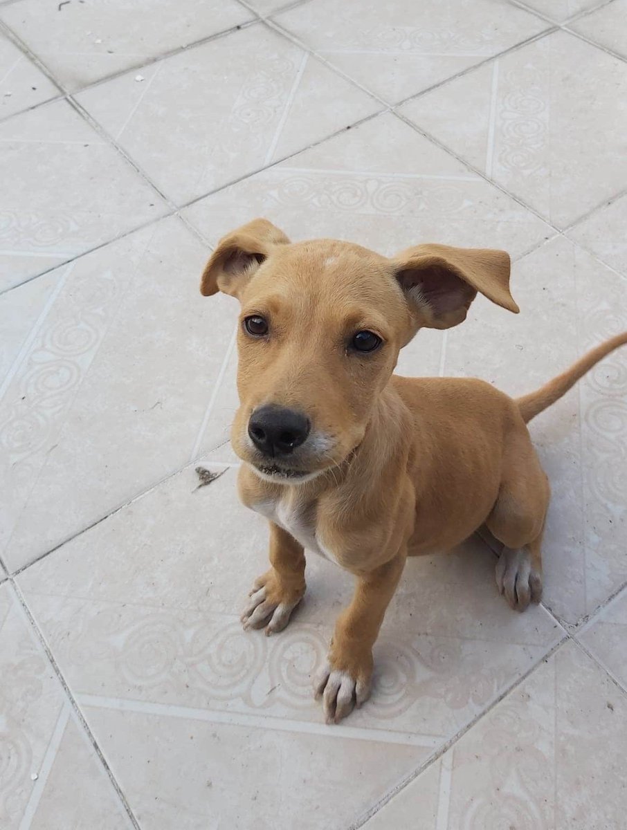 diana_dfc's tweet photo. Nelly sigue buscando familia que la ame por siempre y nunca la abandone, aprox 3/4 meses talla mediana, juguetona y cariñosa, quien se anima a darle una oportunidad? RT 🙏 @perrososmx @MascotasSismo @EsEstra @PaolaFrida @acano52 @apoyopatitasmx @SrInsoportable @iztalccihuatl https://t.co/2BXbx1W7Bs