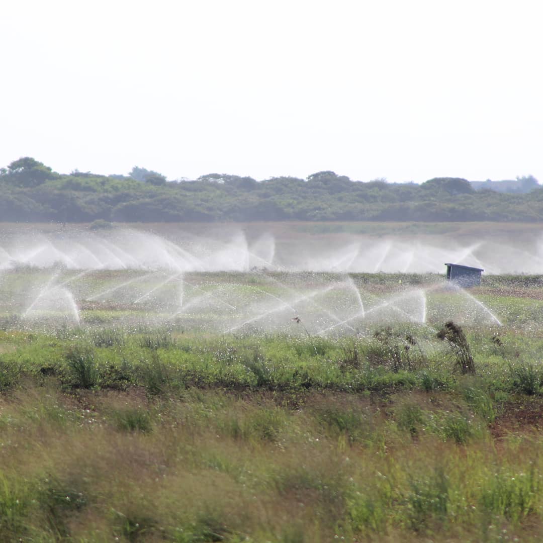 ackconservation's tweet photo. Hot days on island means our cranberry grower, Nick Larrabee needs to irrigate in the morning. Delicious organic Nantucket cranberries are getting ready for us to enjoy this fall!
#farmingispublicservice #cranberry #cranberrybog #nantucket #islandlife #igersnewengland https://t.co/mrQaz7LFKj