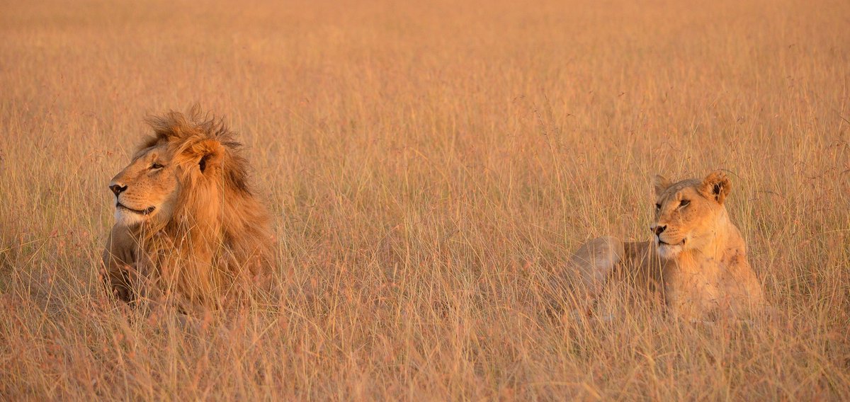 To the kings and queens of the jungle, keep ruling #ecoescapades #worldlionday #lions #lioness #wildmom #wildmothers #wildlife #mammalsofkenya #mammals #wildlifephotography #igscwildlife #instawildlife #igwild #igwildlife #masaimara #magicalkenya #whyilovekenya