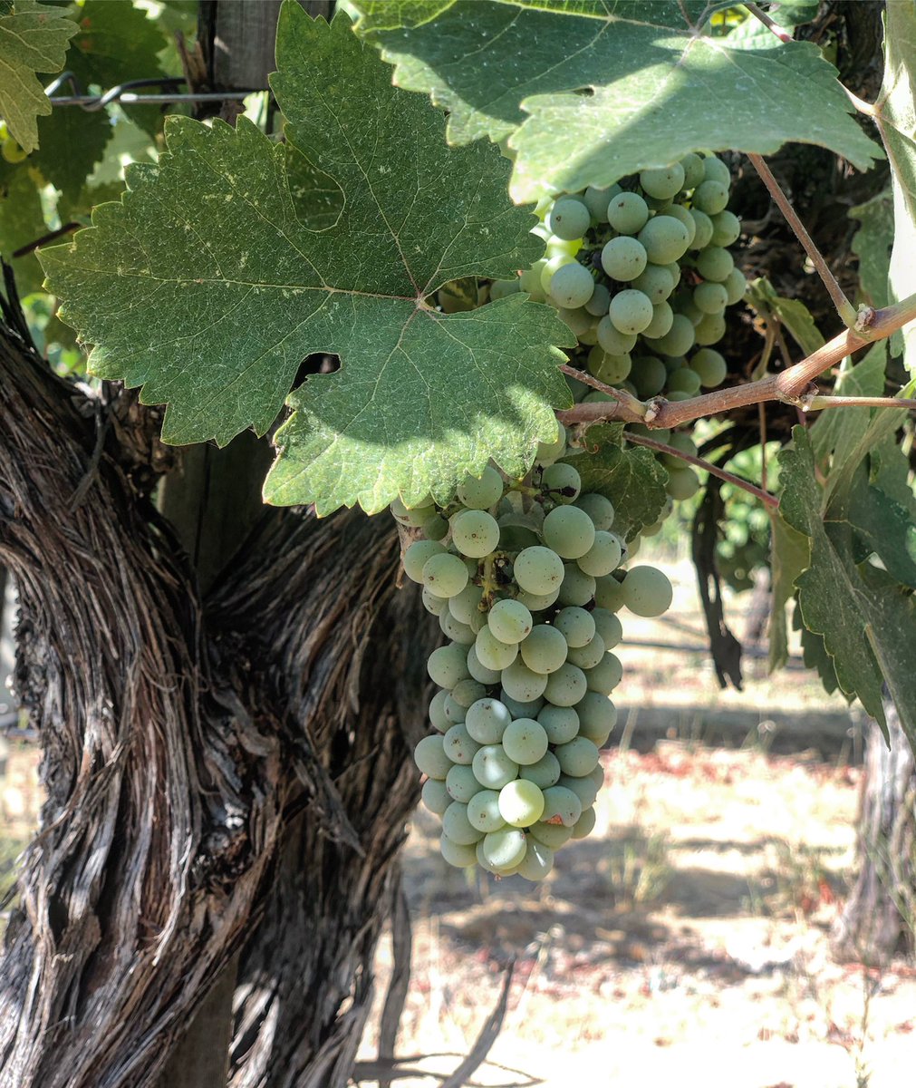 Our Aloft Chenin Blanc will be harvested in the next 3-4 weeks!   As our sister and winemaker reminds us.... this time of year is all about PATIENCE!  #mondavisisterscollection #aloftwines #cheninblanc #napavalley #itsfromnapa #femalebusinessowners #sisterowned #femalewinemaker