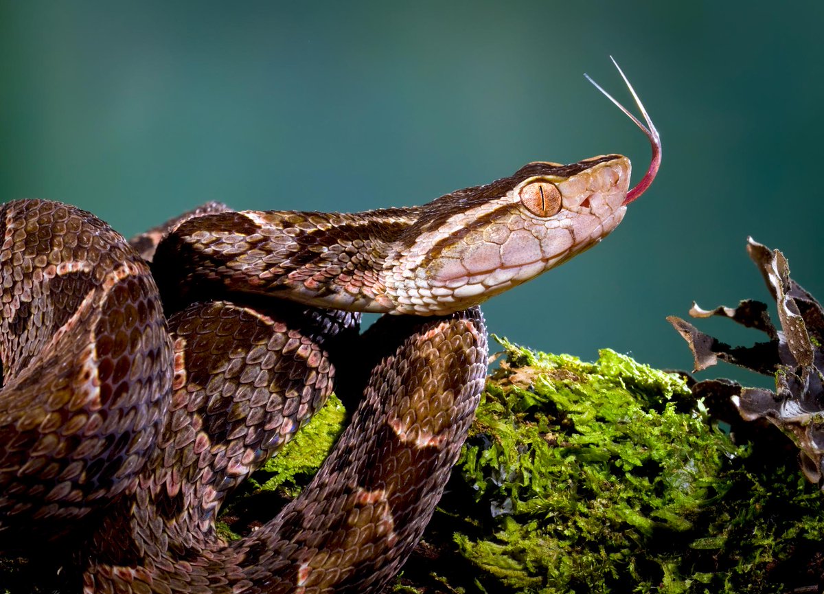 And! That the reason! The Fer-de-lance! Is so goddamn venomous!Is that it had to go, "oh fuCK IT'S POSSUMS EVOLVE EVOLVE EVOLVE!"